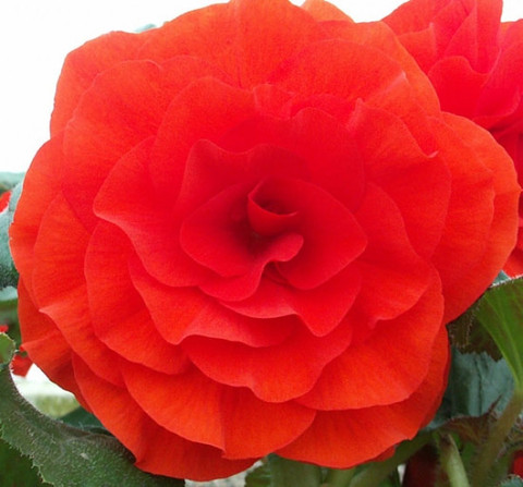 B. ‘Red Admiral’